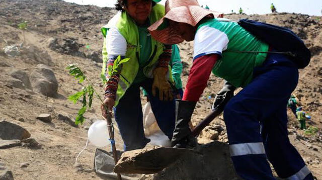 En total mil árboles fueron plantados 