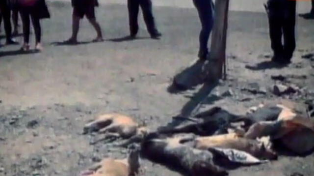 Muerte de perros causó triste e indignación en San Antonio de Cañete.