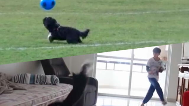 Mascotas demuestra su talento con el balón de fútbol