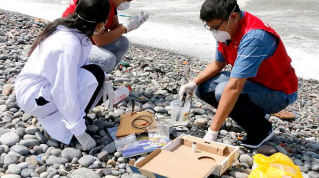 400 voluntarios apoyaron acciones de limpieza de la playa Carpayo 