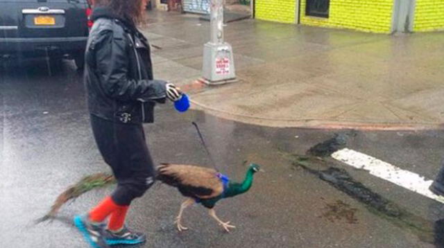 La chica paseaba con el exótico animal en un día lluvioso 