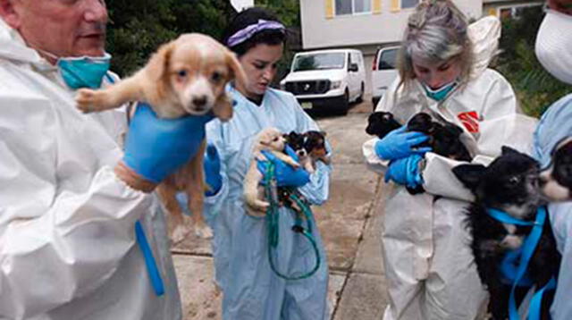 Fiscales dicen que mascotas están en pésimas condiciones en su casa