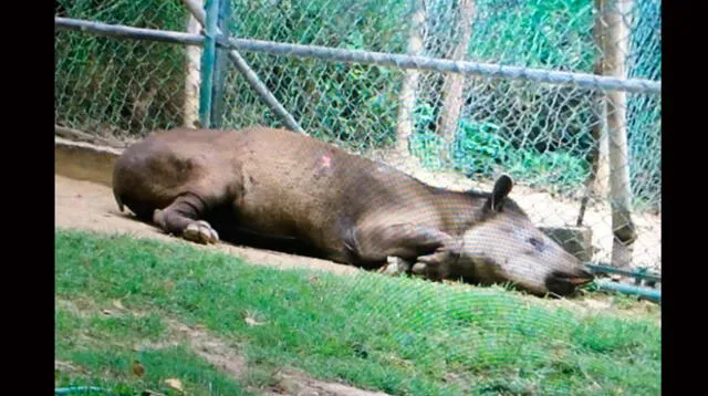 Danta del zoológico de caricuao murió por hambre según informan fuentes de la institución