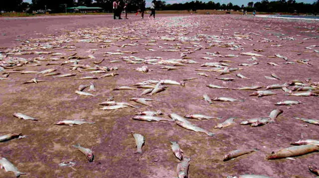 La mitad de peces que existen en los oceános han desaparecido por el cambio climático