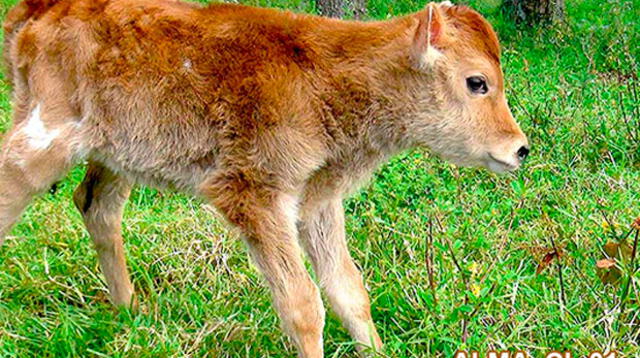 Ternerita Alma es el prime animal clonado en el Perú