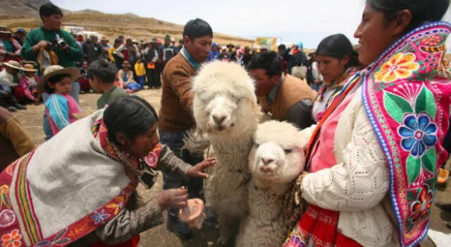 Participarán productores alpaqueros  de diferentes regiones. 