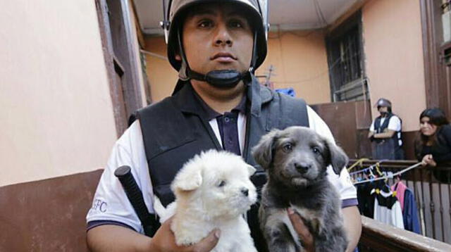 Más de 200 animales fueron rescatados del Centro de Lima 