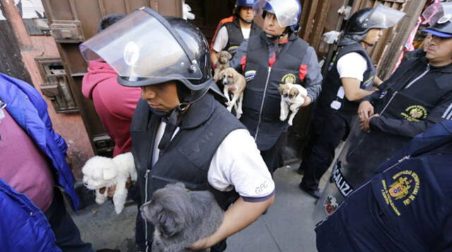 Animales vivían en cuartos oscuros en galería del Cercado de Lima 