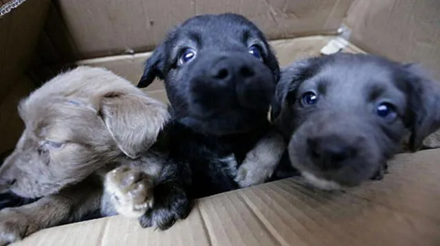 Perritos podrán ser adoptados llamando al 985-964-438