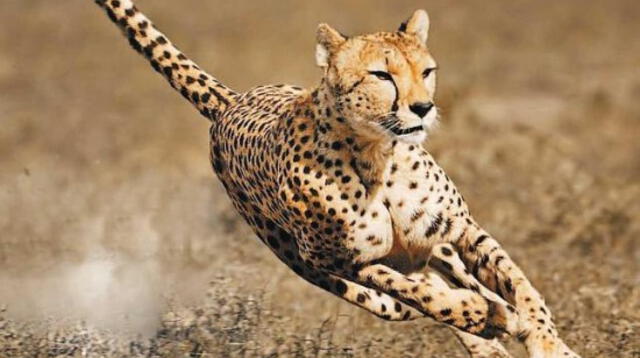 El guepardo es muy veloz