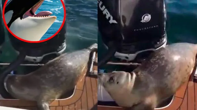 La foca lucía muy asustada y desesperada tras subir al barco 