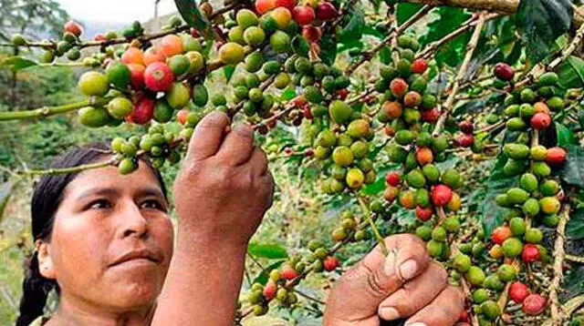 Celebran hoy el Día del café peruano