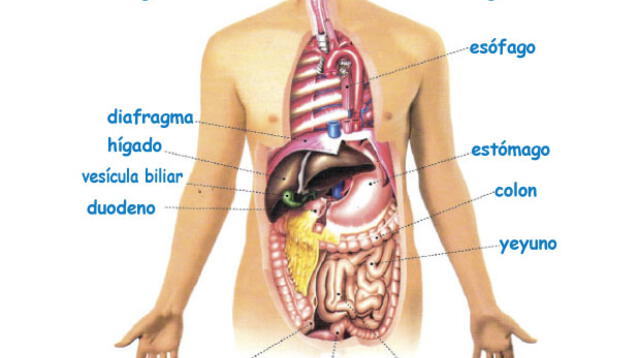 Aprende de qué trata el proceso de la deglución en el sistema digestivo.