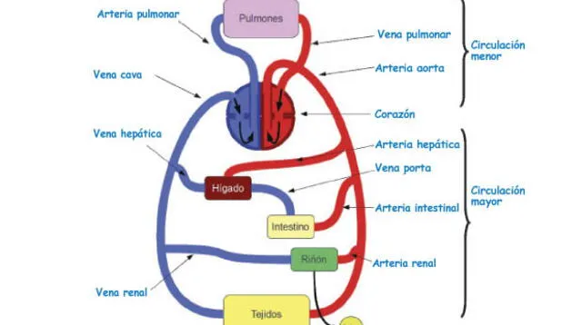 Conoce los tipos y composición del sistema circulatorio.