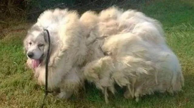 Rescatan a un perro con más de 15 kilos de pelo