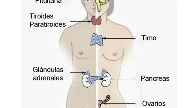 El sistema endocrino es un conjunto de órganos y tejidos del organismo encargado de segregar hormonas.