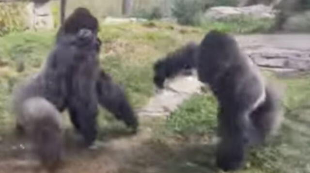 Pelea de dos gorilas en un zoológico sorprende a los visitantes