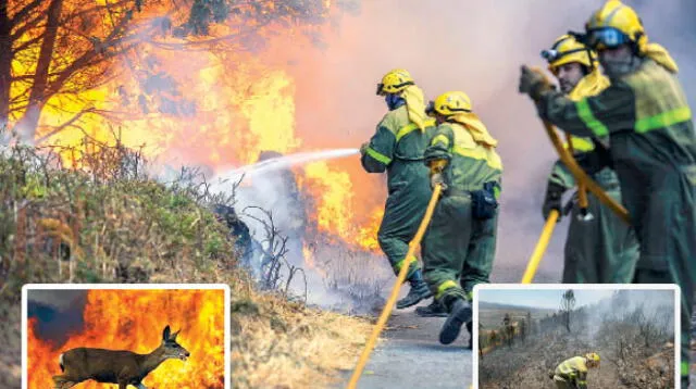 Los incendios destruyen el hábitat de los animales