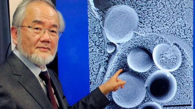 Yoshinori Ohsumi, biologo japones descubrió encontró en la levadura pistas contra el Alzheimer