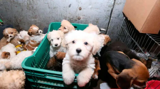 Municipalidad de Lima rescatan a 40 cachorros en el Cercado de Lima 