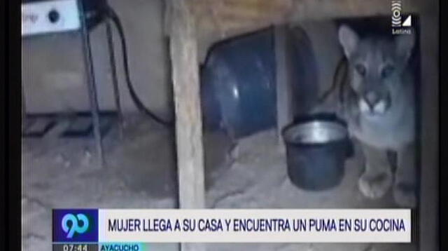 Regresan a casa en Ayacucho y encuentran un puma su cocina