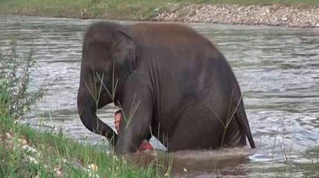 Lazo entre elefanta y su criador es muy fuerte y a prueba de todo 