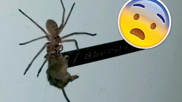 Araña gigante causa asombro por cazar un ratón