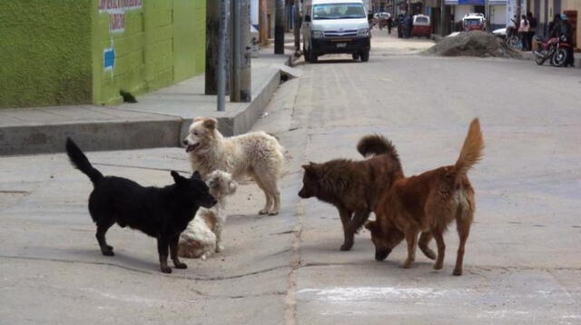 Los animales atacaron a la mujer en la comunidad de San Antonio.