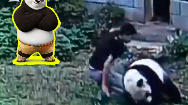 Panda da lección a joven chino