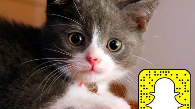 Gatos son sensación en snapchat