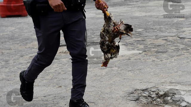 Antes del encuentro, un hincha mató a esta gallina en forma de burla