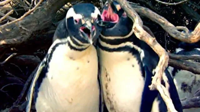  Pelea entre pingüinos deja divertidos memes en las redes sociales