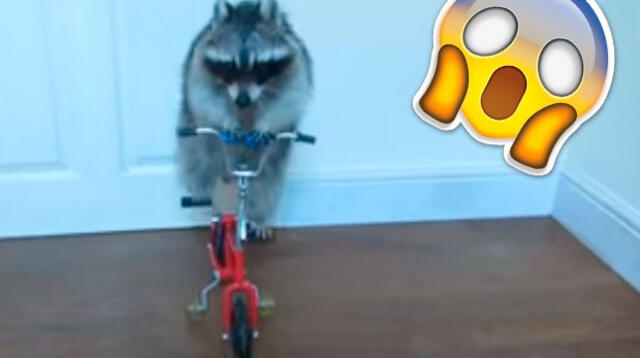  Mapache montando bicicleta causa sensación en las redes