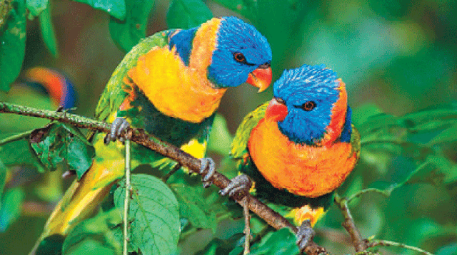 el Manu tiene más de 800 especies en aves en cuidado y 200 en mamíferos