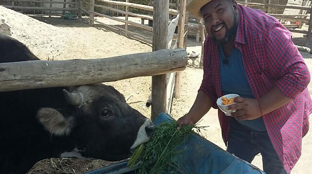 Choca dando de comer a la bonita vaquita.