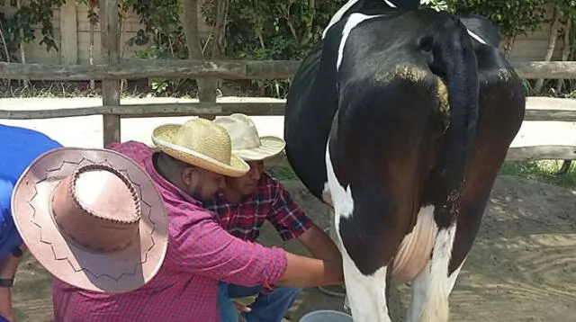 Ordeñando una vaca. No le fue fácil.