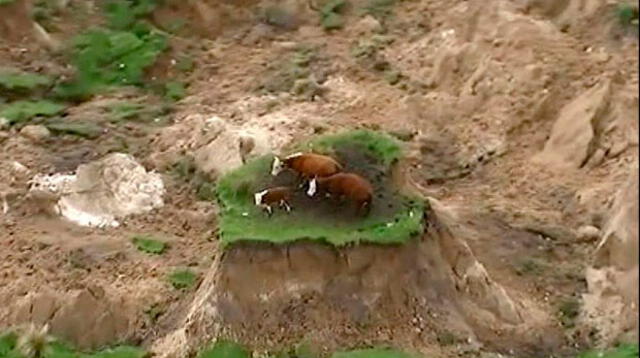 Vacas quedaron atrapadas tras terremoto en Nueva Zelanda