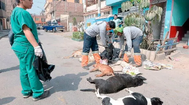 Felinos envenenados