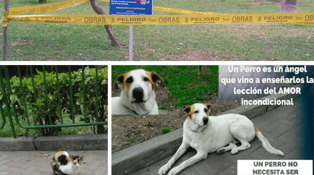 Perros y gatos envenenados en Lince. ¿Qué está pasando en ese distrito?