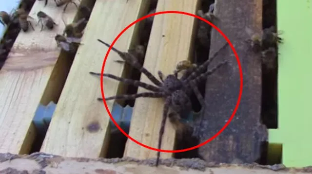Así terminó una araña que fue atacada por una colonia de abejas
