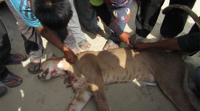 Un puma atacó a agricultor y luego los lugareños matan al animal salvaje