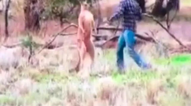 Hombre pelea con canguro en Australia para salvar a su perro