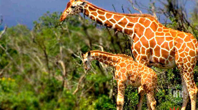 La jirafa la más alta del planeta