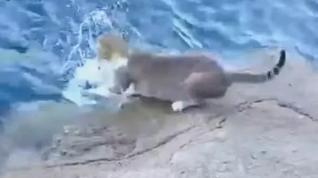 Gato entra al mar para atrapar su pez