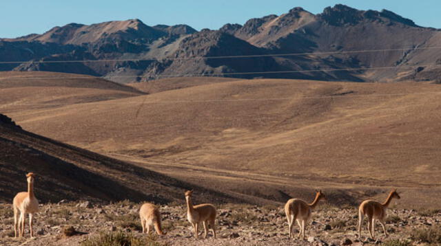 Vicuñas en la Reserva Nacional Salinas y Aguada Blanca