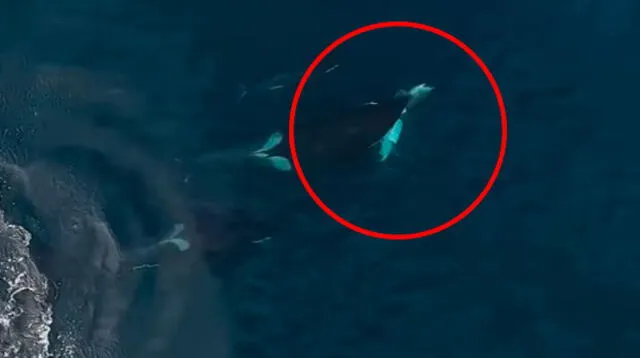  Familia de orcas devoran a un tiburón