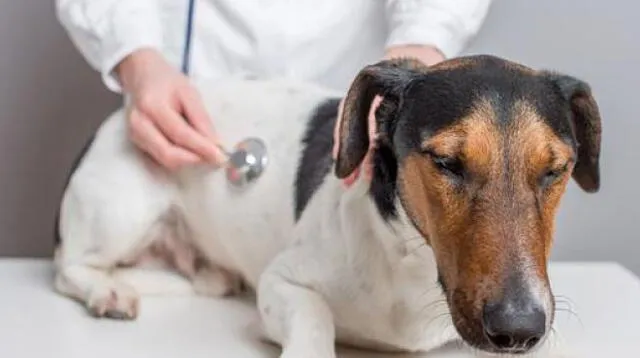 La mejor decisión que puedes tomar es esterilizar a tu perro