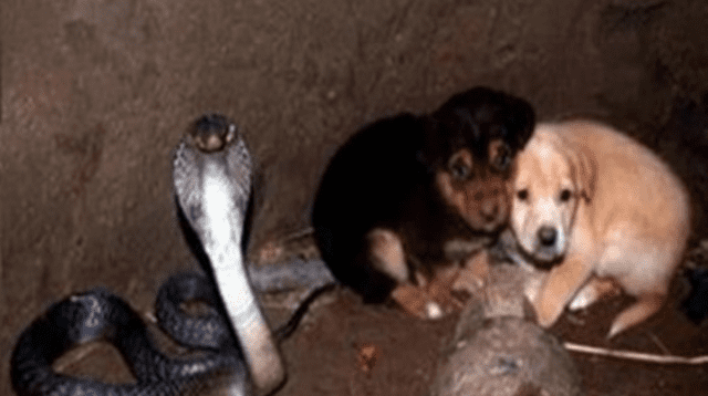 La serpiente amenazaba sus vidas, pero nada salió mal