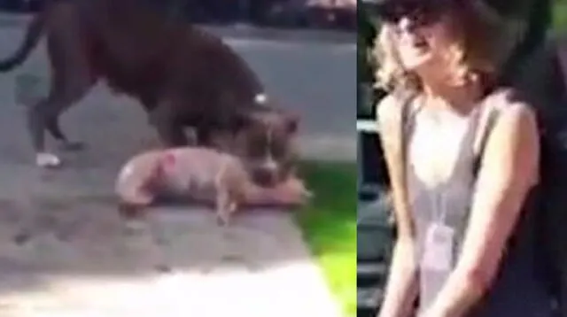 Perro pitbull atacó a pequeña mascota y la mató