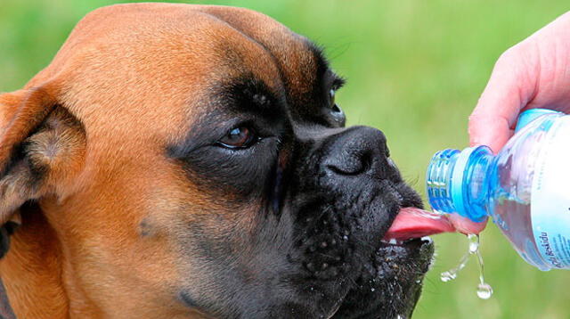 Las razas braquiocefálicas (bulldog, boxer, pekinés, pug y el shihtzu) tienen mayor predisposición al calor por su dificultad para respirar